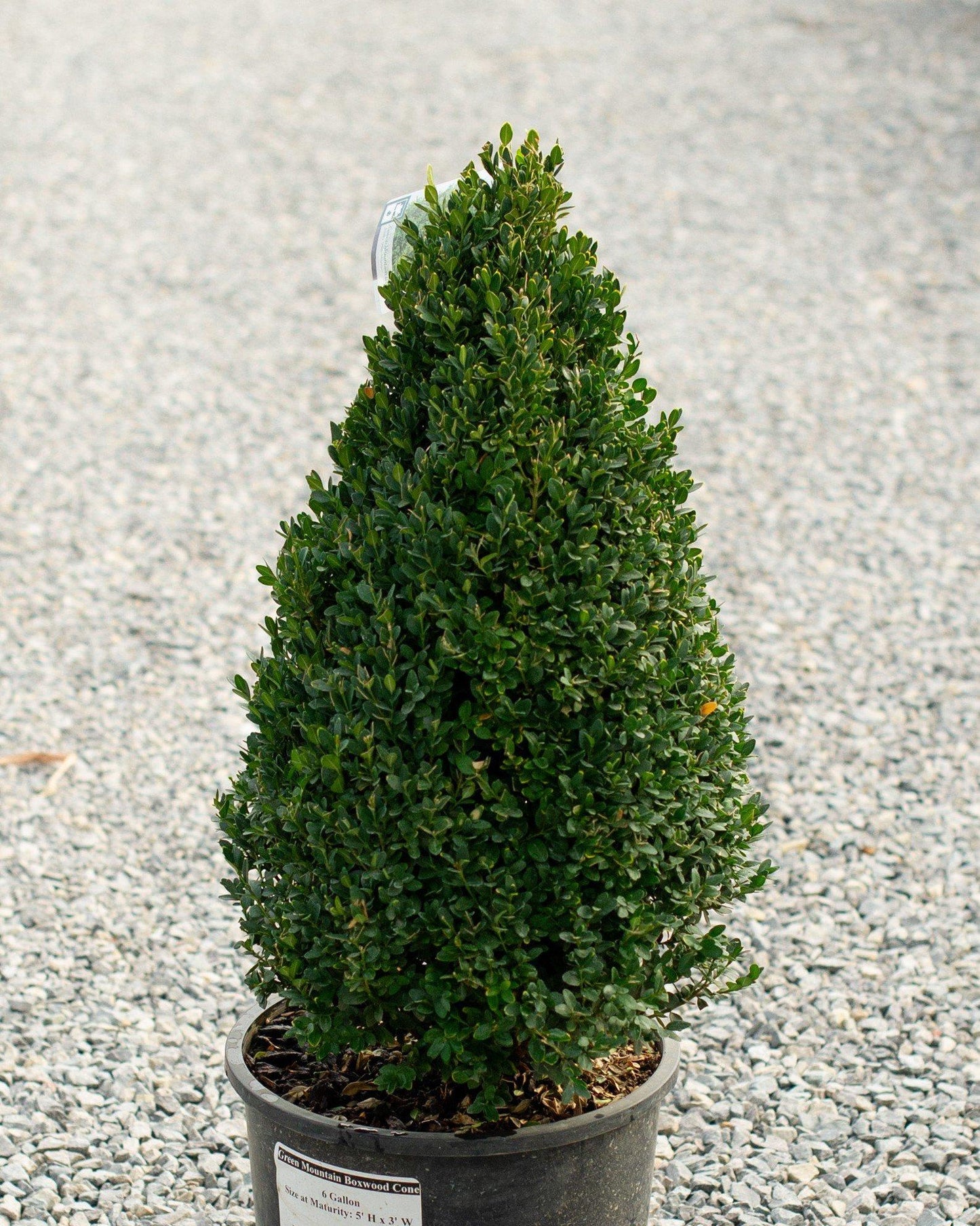 Buxus Green Mountain Cone 42 28 Cone Shape - View 15 from www redcrocus com