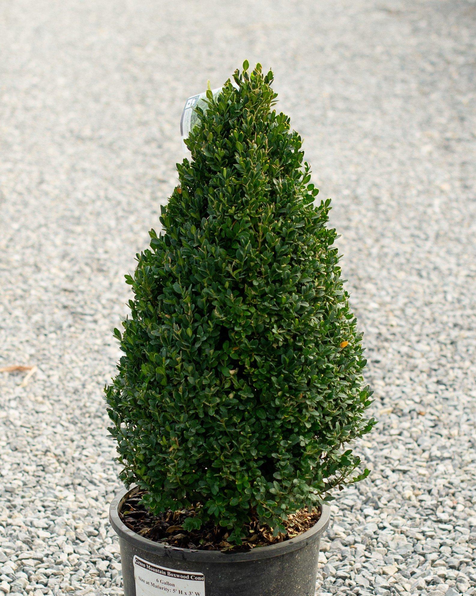 Buxus Green Mountain Cone 42 28 Cone Shape - View 15 from www redcrocus com