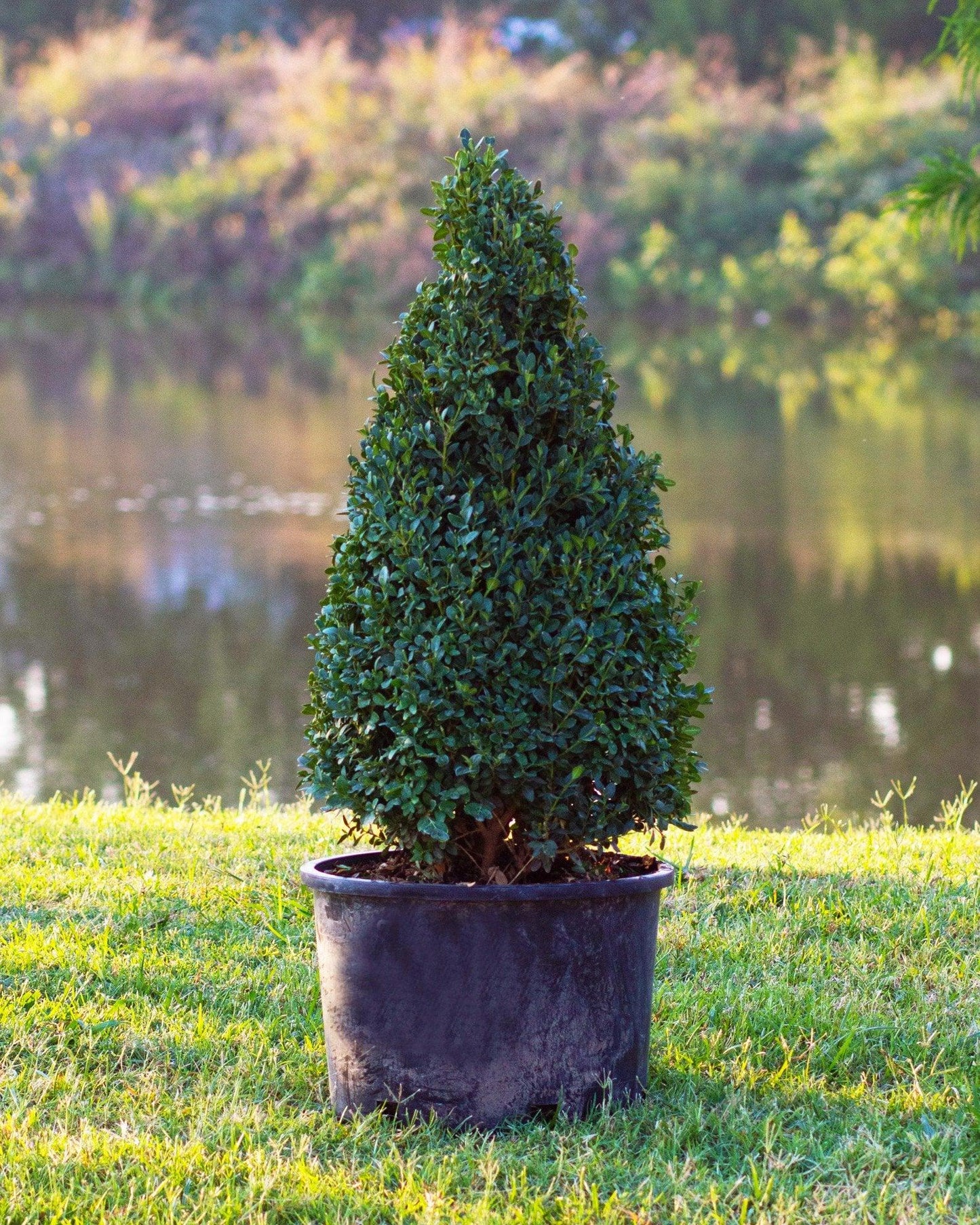 Buxus Green Mountain Cone 42 28 Cone Shape - View 16 from www redcrocus com