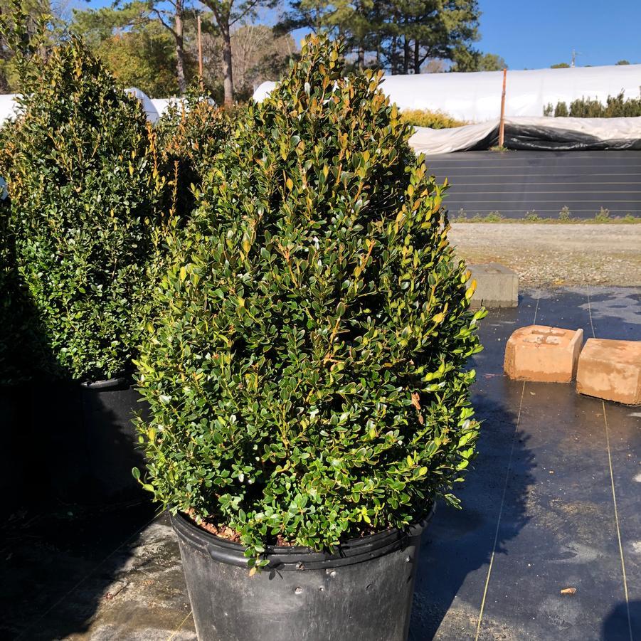 Buxus Green Mountain Cone 42 28 Cone Shape - View 19 from www redcrocus com
