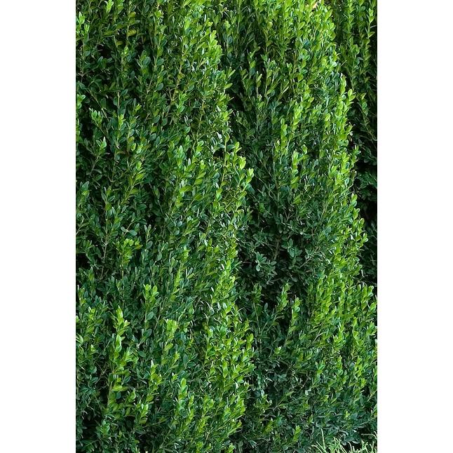 Buxus Green Mountain Cone 42 28 Cone Shape - View 26 from www redcrocus com