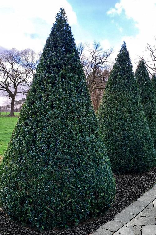 Buxus Green Mountain Cone 42 28 Cone Shape - View 32 from www redcrocus com