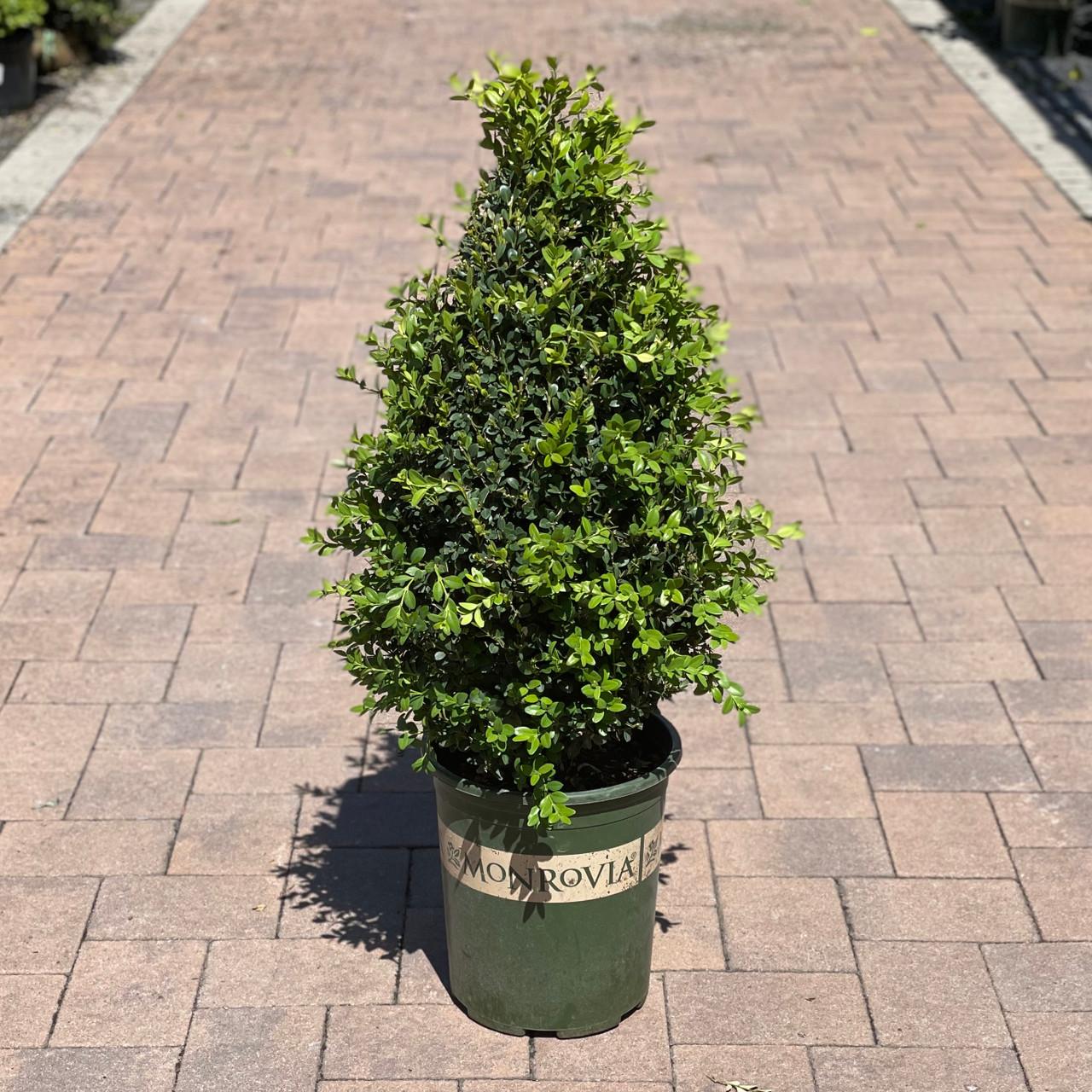 Buxus Green Mountain Cone 42 28 Cone Shape - View 38 from www redcrocus com