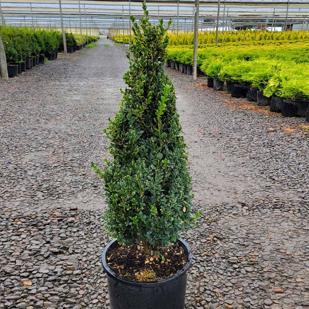 Buxus Green Mountain Cone 42 28 Cone Shape - View 3 from www redcrocus com