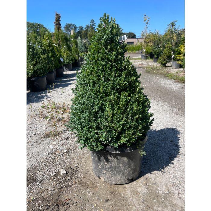 Buxus Green Mountain Cone 42 28 Cone Shape - View 7 from www redcrocus com
