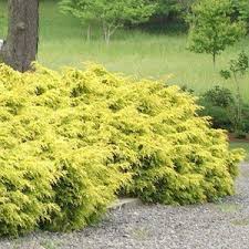 RedCrocus Gold Coast Juniper Live Plant - Evergreen Groundcover Shrub with Bright Golden Foliage, Drought and Salt Tolerant, Full Sun, Low-Maintenance Landscape Conifer  1 Quart Pot