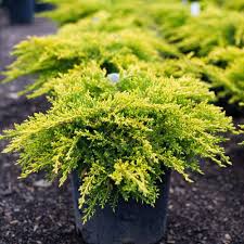 RedCrocus Gold Coast Juniper Live Plant - Evergreen Groundcover Shrub with Bright Golden Foliage, Drought and Salt Tolerant, Full Sun, Low-Maintenance Landscape Conifer  1 Quart Pot
