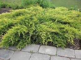 RedCrocus Gold Coast Juniper Live Plant - Evergreen Groundcover Shrub with Bright Golden Foliage, Drought and Salt Tolerant, Full Sun, Low-Maintenance Landscape Conifer  1 Quart Pot