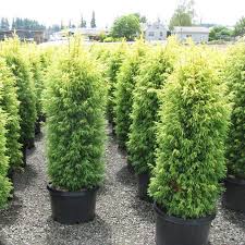 RedCrocus Gold Coast Juniper Live Plant - Evergreen Groundcover Shrub with Bright Golden Foliage, Drought and Salt Tolerant, Full Sun, Low-Maintenance Landscape Conifer  1 Quart Pot