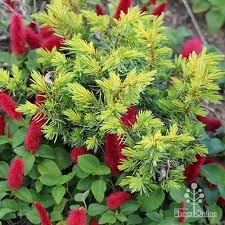 RedCrocus Gold Coast Juniper Live Plant - Evergreen Groundcover Shrub with Bright Golden Foliage, Drought and Salt Tolerant, Full Sun, Low-Maintenance Landscape Conifer  1 Quart Pot