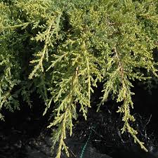 RedCrocus Gold Coast Juniper Live Plant - Evergreen Groundcover Shrub with Bright Golden Foliage, Drought and Salt Tolerant, Full Sun, Low-Maintenance Landscape Conifer  1 Quart Pot