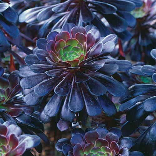 A Succulent Aeonium Zwartkopf - View 10 from www redcrocus com