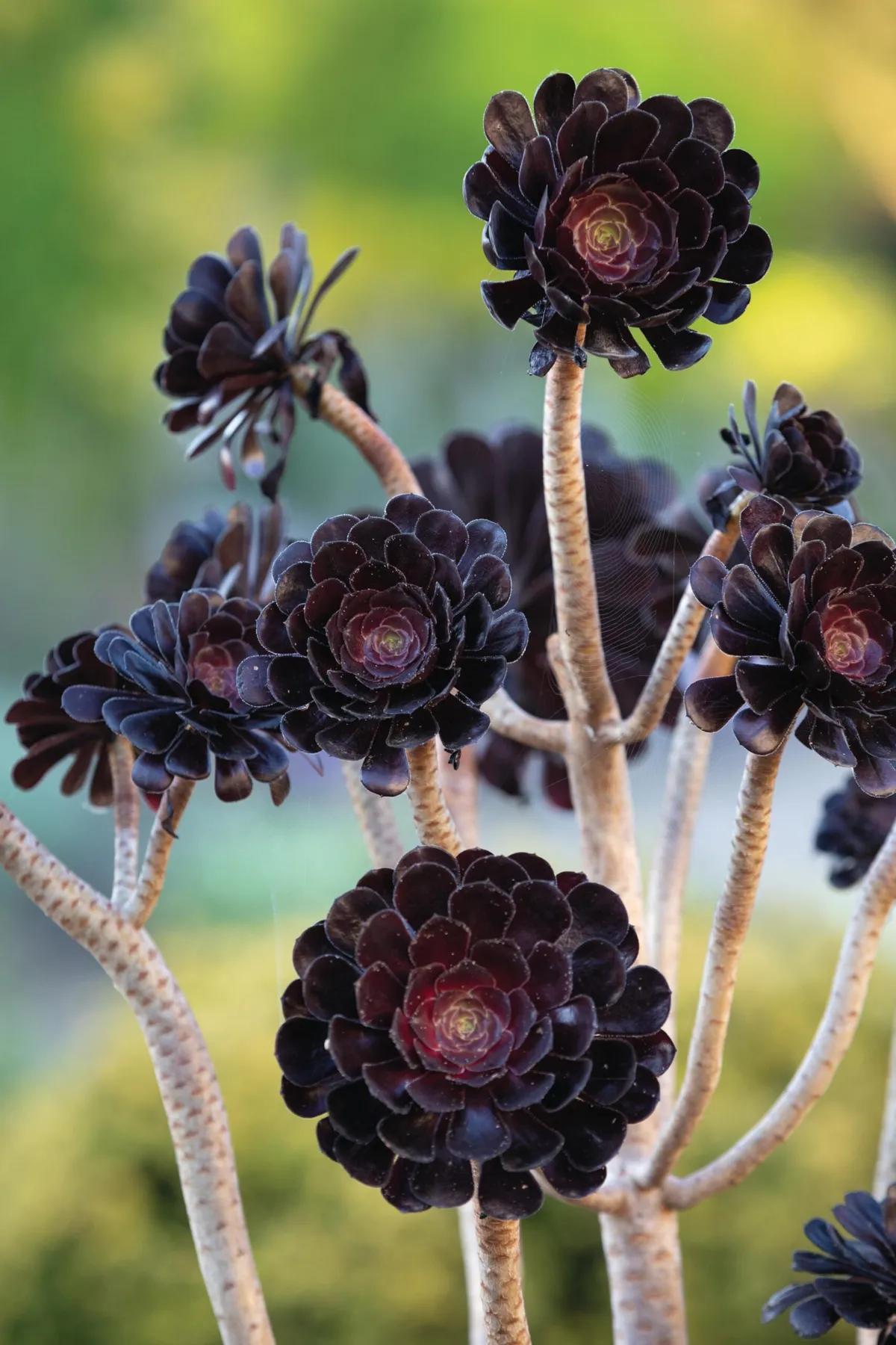 A Succulent Aeonium Zwartkopf - View 14 from www redcrocus com