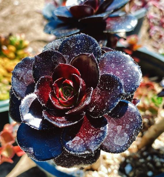A Succulent Aeonium Zwartkopf - View 18 from www redcrocus com