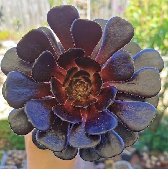 A Succulent Aeonium Zwartkopf - View 21 from www redcrocus com