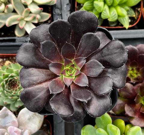 A Succulent Aeonium Zwartkopf - View 23 from www redcrocus com