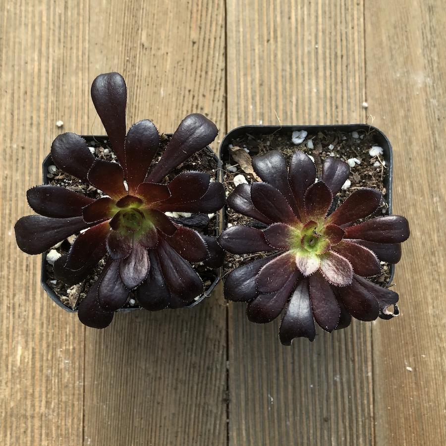 A Succulent Aeonium Zwartkopf - View 27 from www redcrocus com