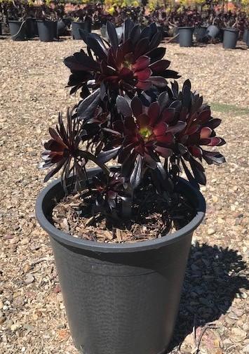A Succulent Aeonium Zwartkopf - View 2 from www redcrocus com