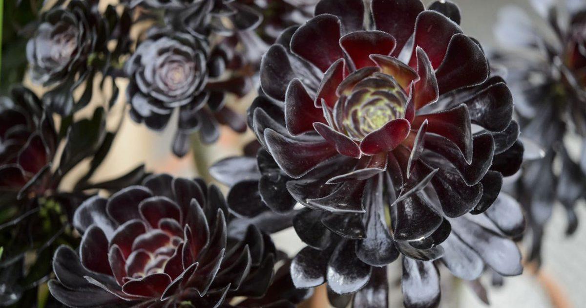 A Succulent Aeonium Zwartkopf - View 30 from www redcrocus com