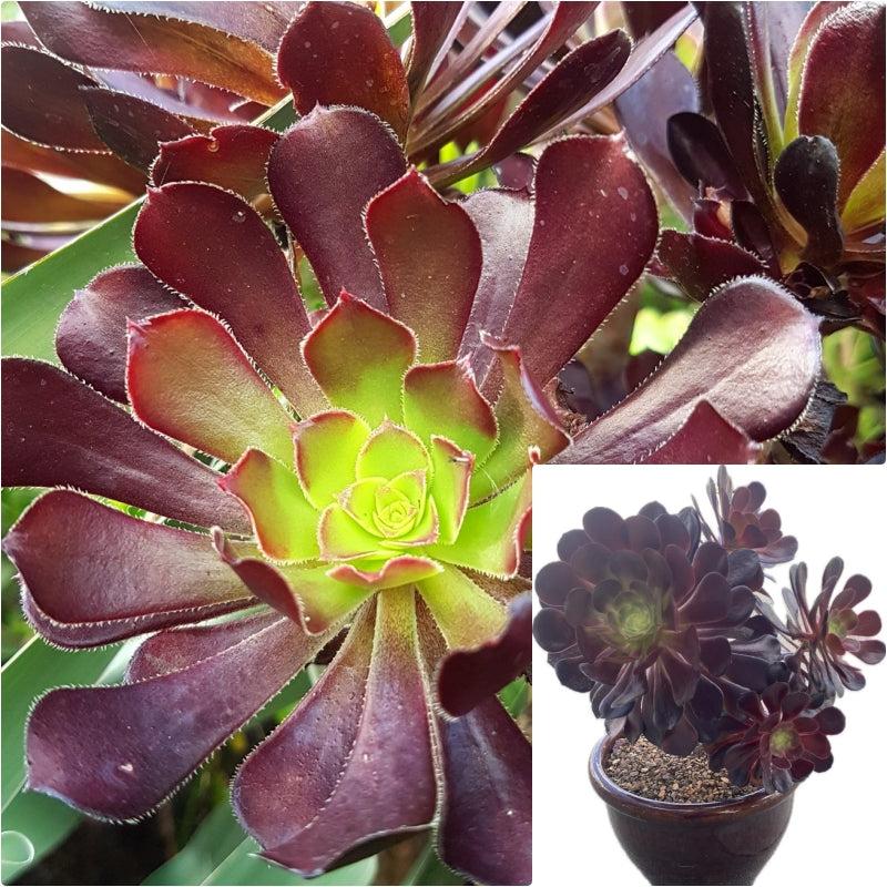 A Succulent Aeonium Zwartkopf - View 32 from www redcrocus com