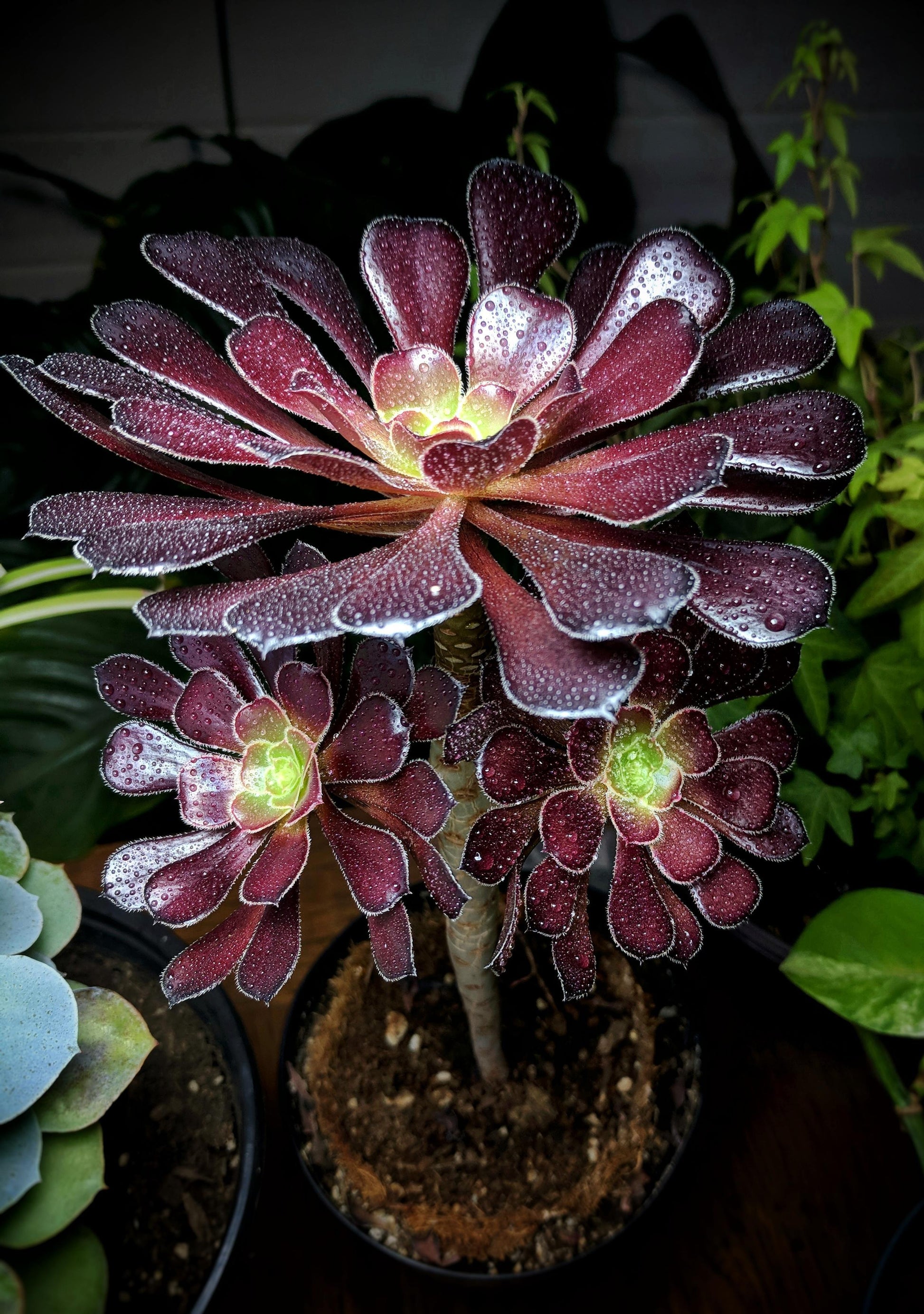 A Succulent Aeonium Zwartkopf - View 33 from www redcrocus com
