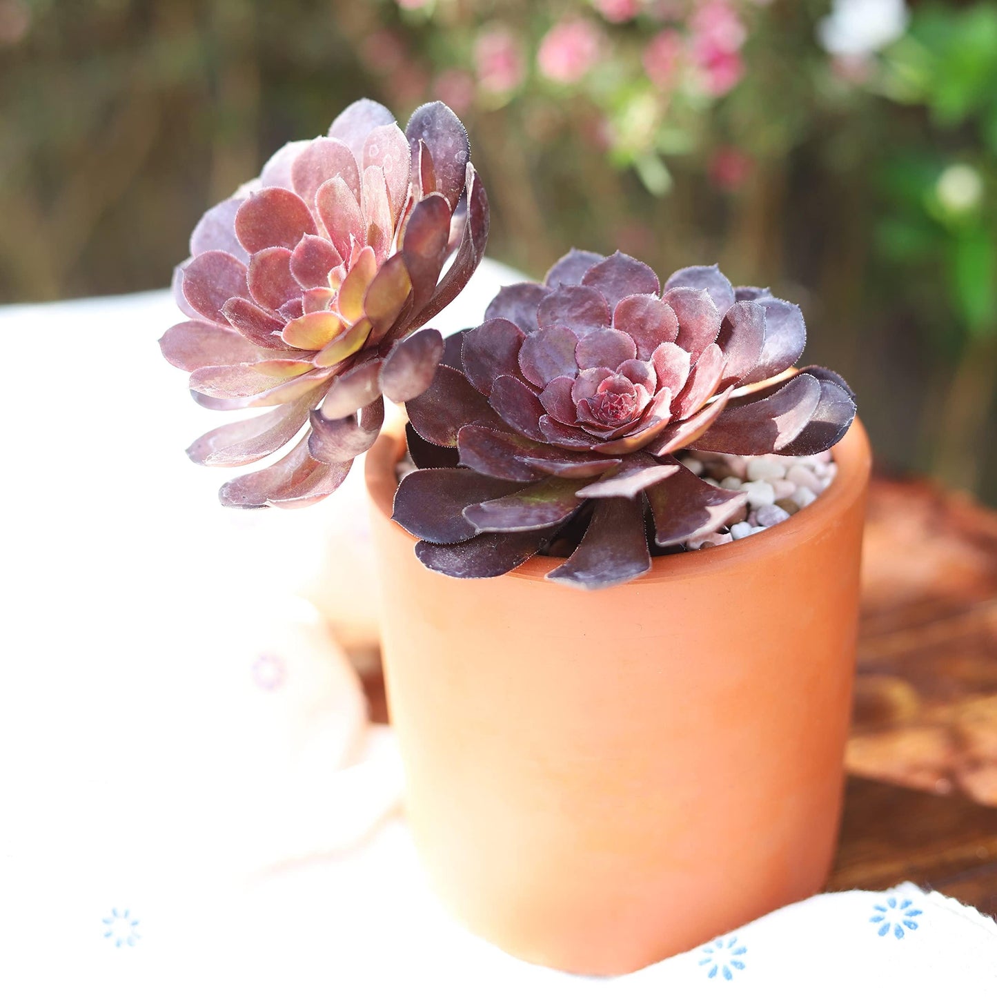 A Succulent Aeonium Zwartkopf - View 34 from www redcrocus com