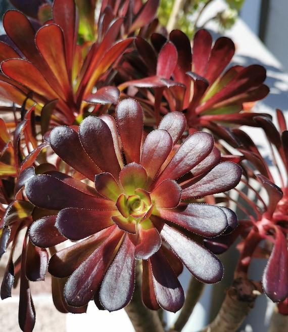 A Succulent Aeonium Zwartkopf - View 35 from www redcrocus com