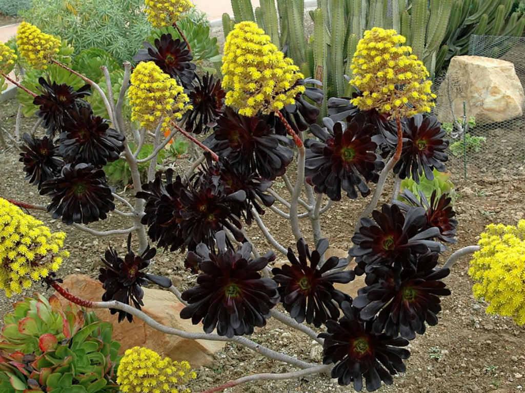 A Succulent Aeonium Zwartkopf - View 36 from www redcrocus com