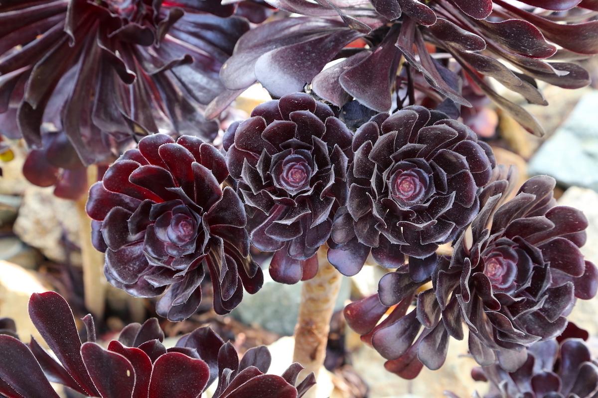 A Succulent Aeonium Zwartkopf - View 3 from www redcrocus com