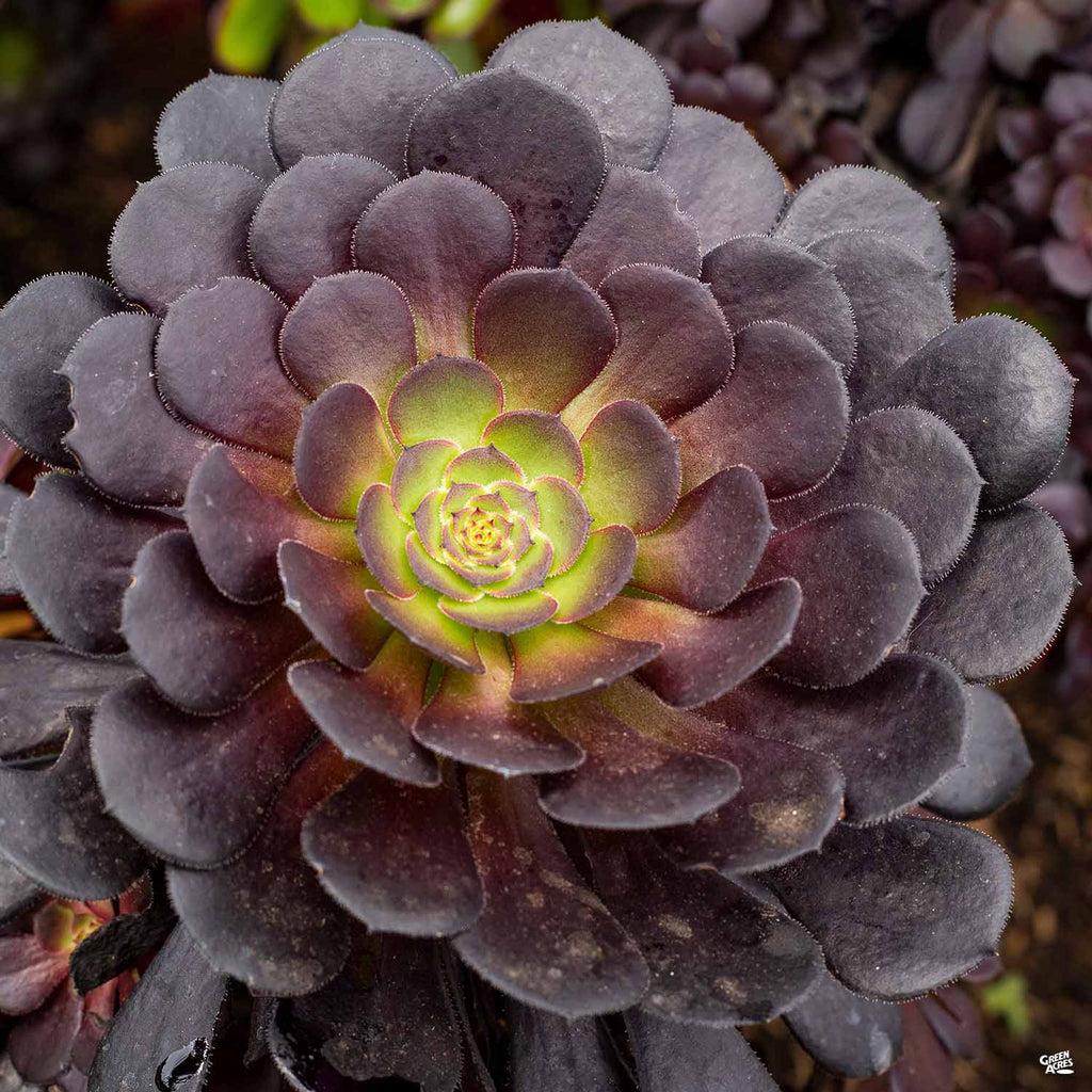 A Succulent Aeonium Zwartkopf - View 4 from www redcrocus com