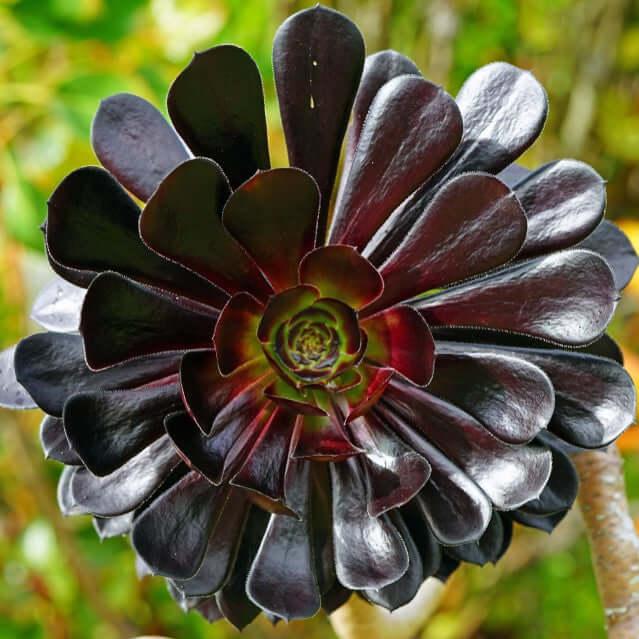 A Succulent Aeonium Zwartkopf - View 5 from www redcrocus com
