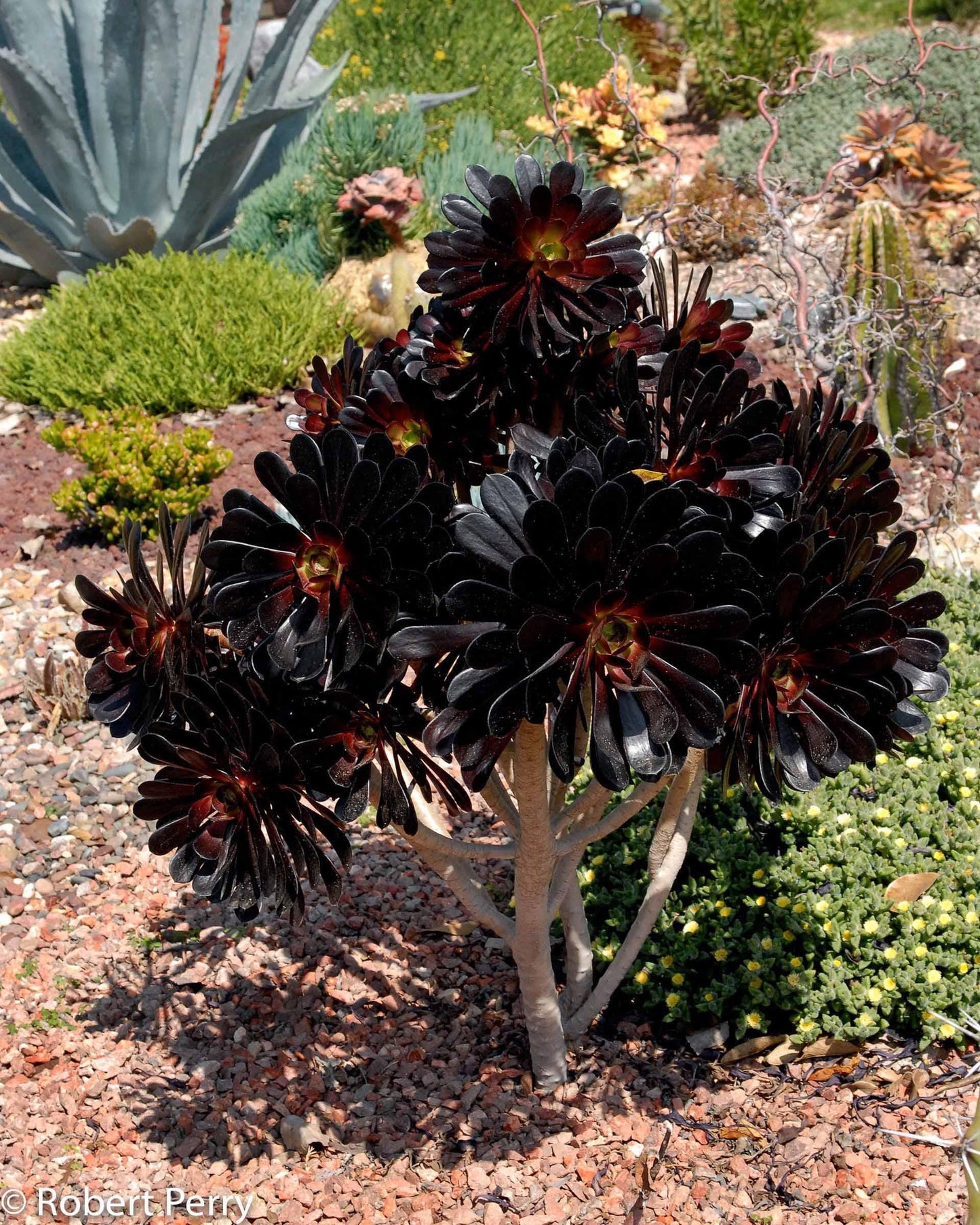 A Succulent Aeonium Zwartkopf - View 8 from www redcrocus com