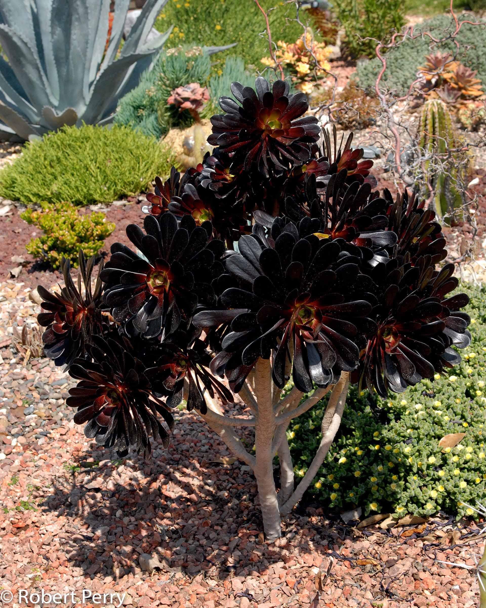 A Succulent Aeonium Zwartkopf - View 8 from www redcrocus com