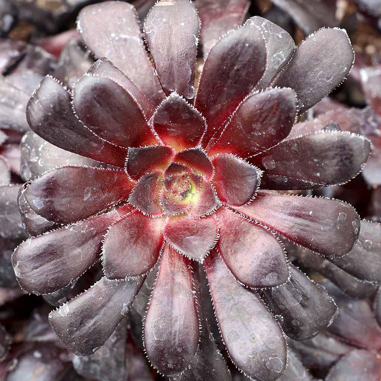 A Succulent Aeonium Zwartkopf - View 9 from www redcrocus com