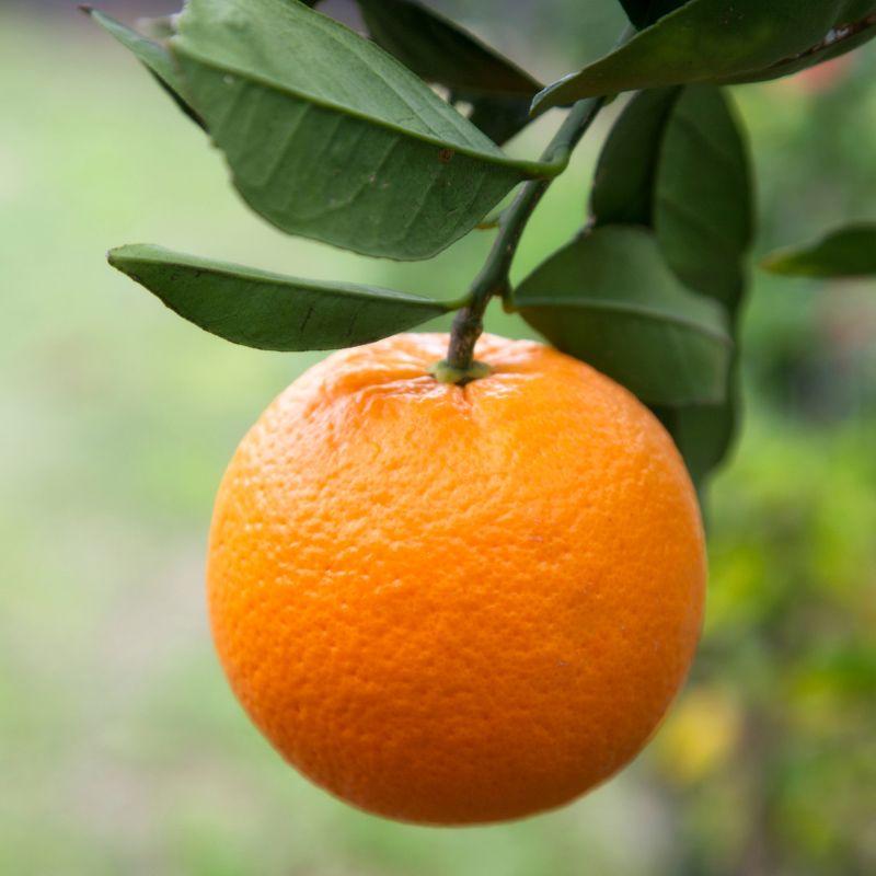 Citrus Tree Orange Navel - View 12 from www redcrocus com