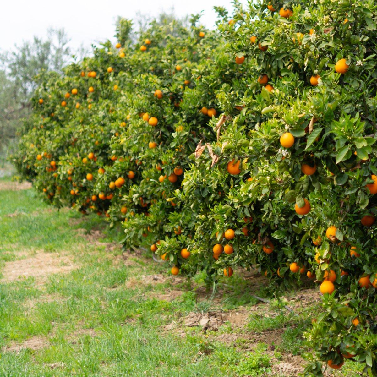 Citrus Tree Orange Navel - View 15 from www redcrocus com