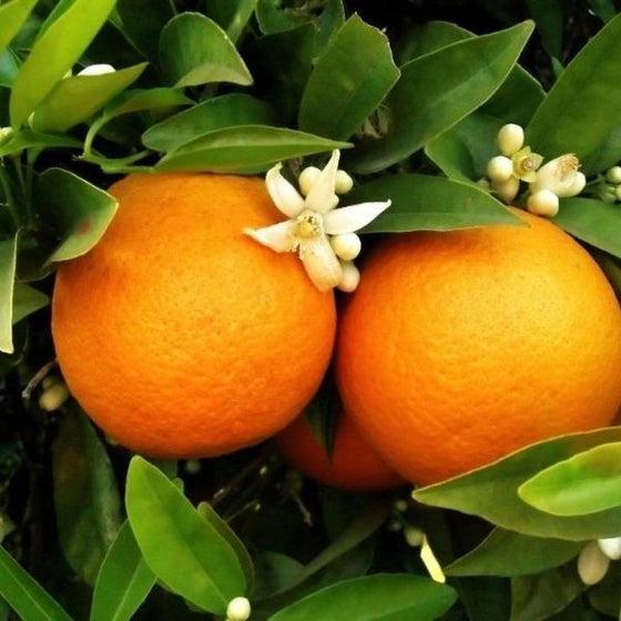 Citrus Tree Orange Navel - View 16 from www redcrocus com