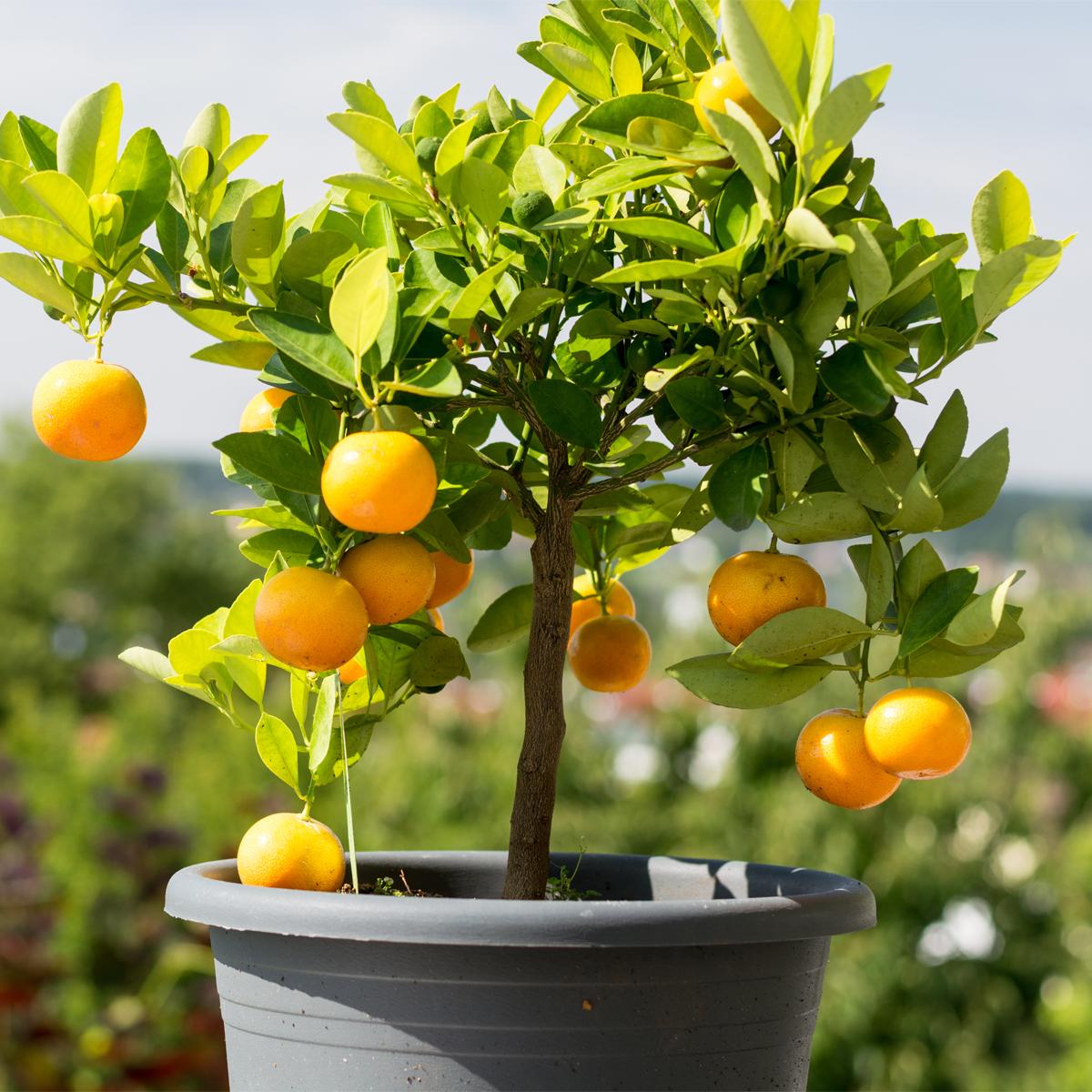 Citrus Tree Orange Navel - View 18 from www redcrocus com