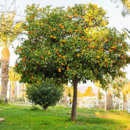 Citrus Tree Orange Navel - View 1 from www redcrocus com