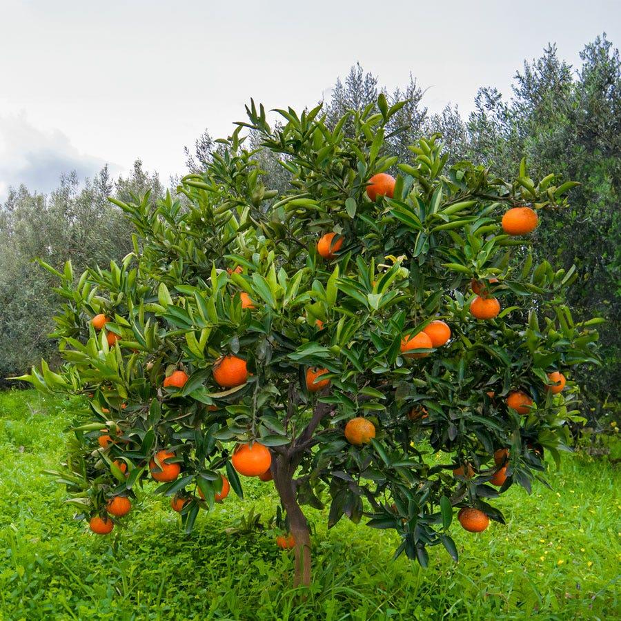 Citrus Tree Orange Navel - View 2 from www redcrocus com