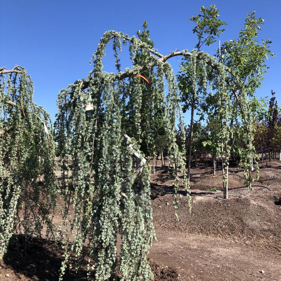 Cedrus Atlantica Glauca Pendula Serpintine Serpintine - View 18 from www redcrocus com