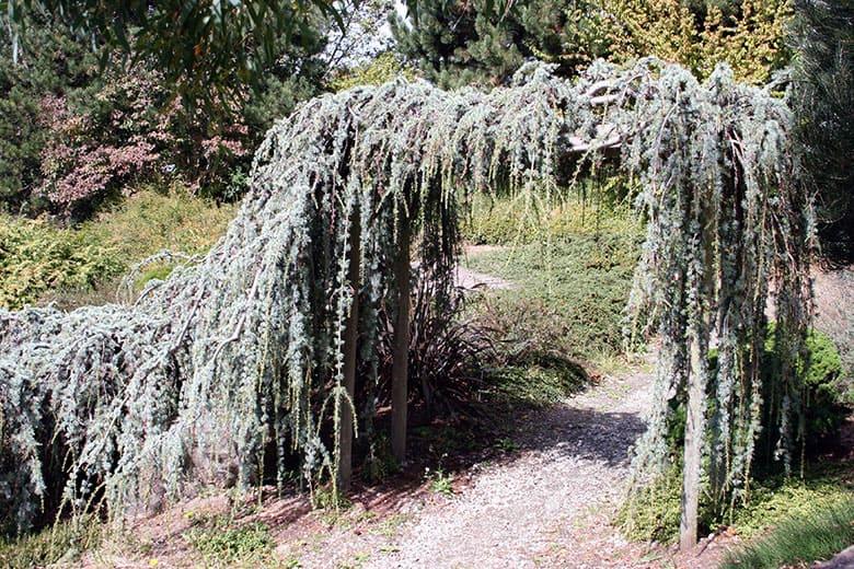 Cedrus Atlantica Glauca Pendula Serpintine Serpintine - View 19 from www redcrocus com