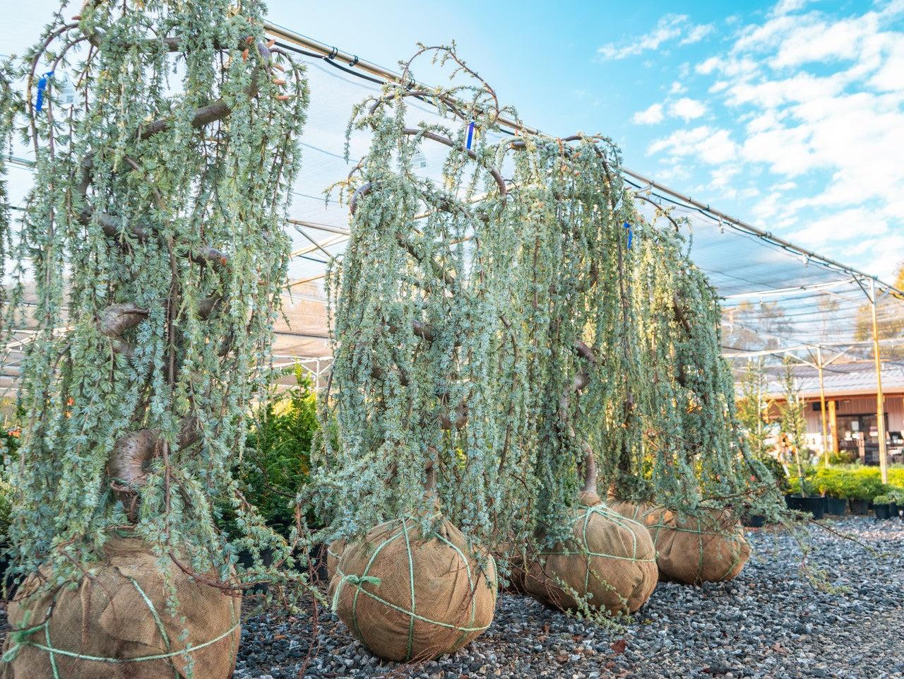 Cedrus Atlantica Glauca Pendula Serpintine Serpintine - View 23 from www redcrocus com