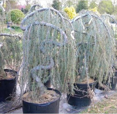 Cedrus Atlantica Glauca Pendula Serpintine Serpintine - View 25 from www redcrocus com
