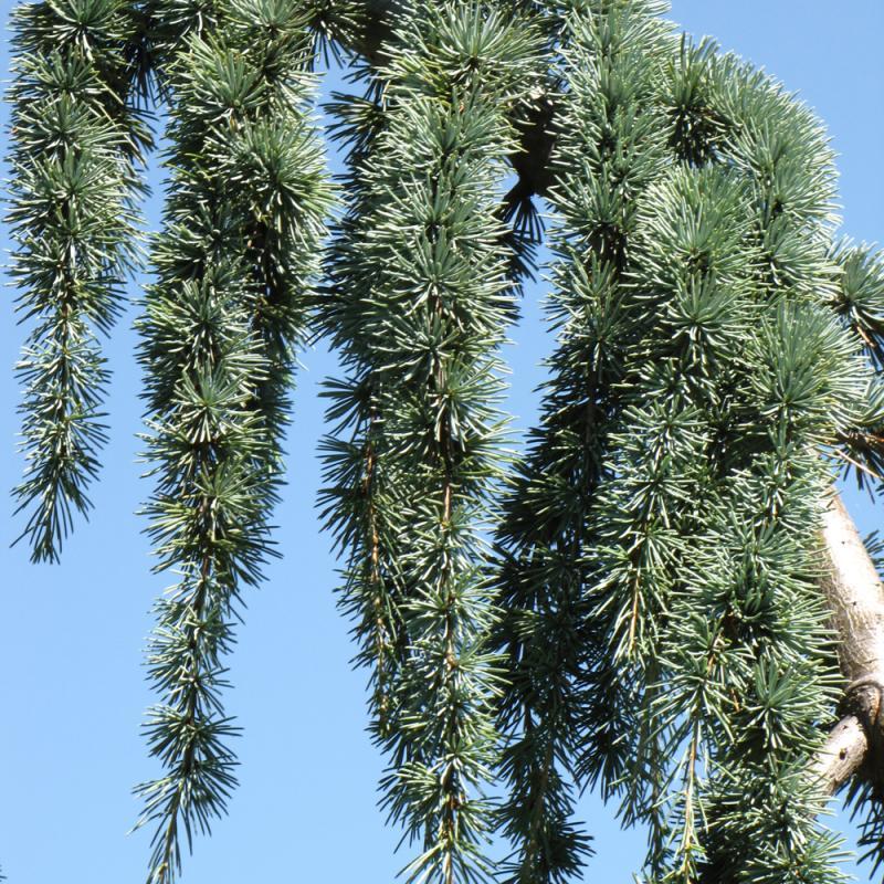 Cedrus Atlantica Glauca Pendula Serpintine Serpintine - View 37 from www redcrocus com