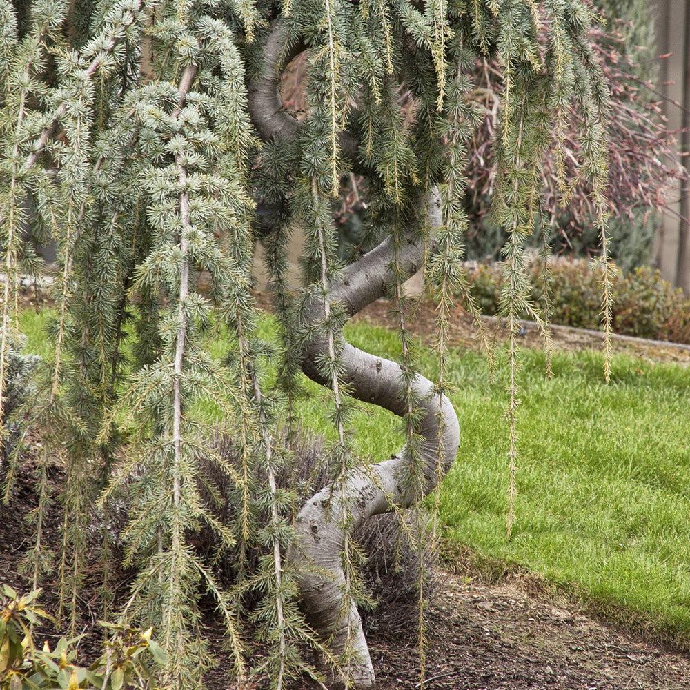 Cedrus Atlantica Glauca Pendula Serpintine Serpintine - View 4 from www redcrocus com