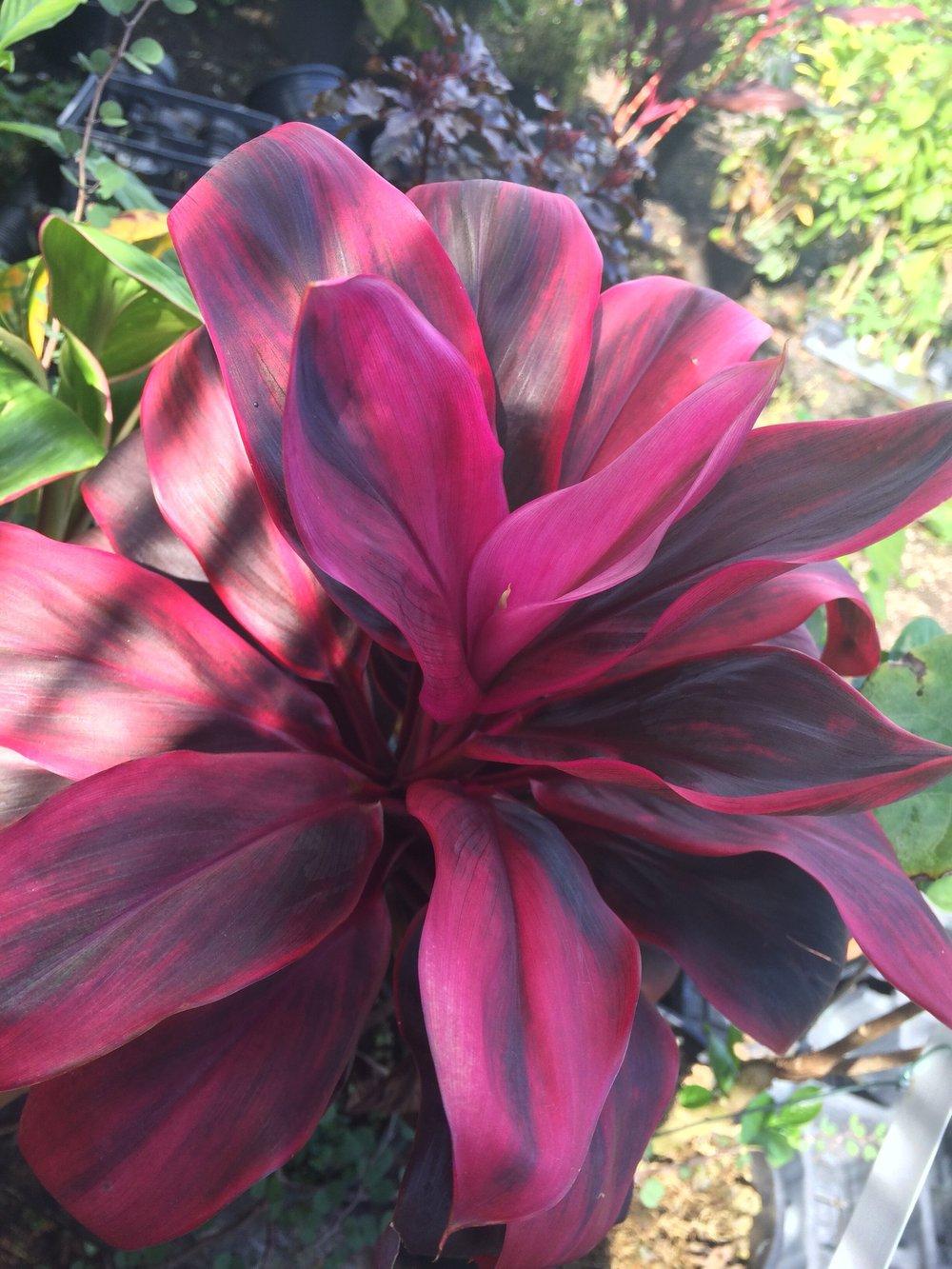 Cordyline Fruticosa Silver Lining - View 10 from www redcrocus com