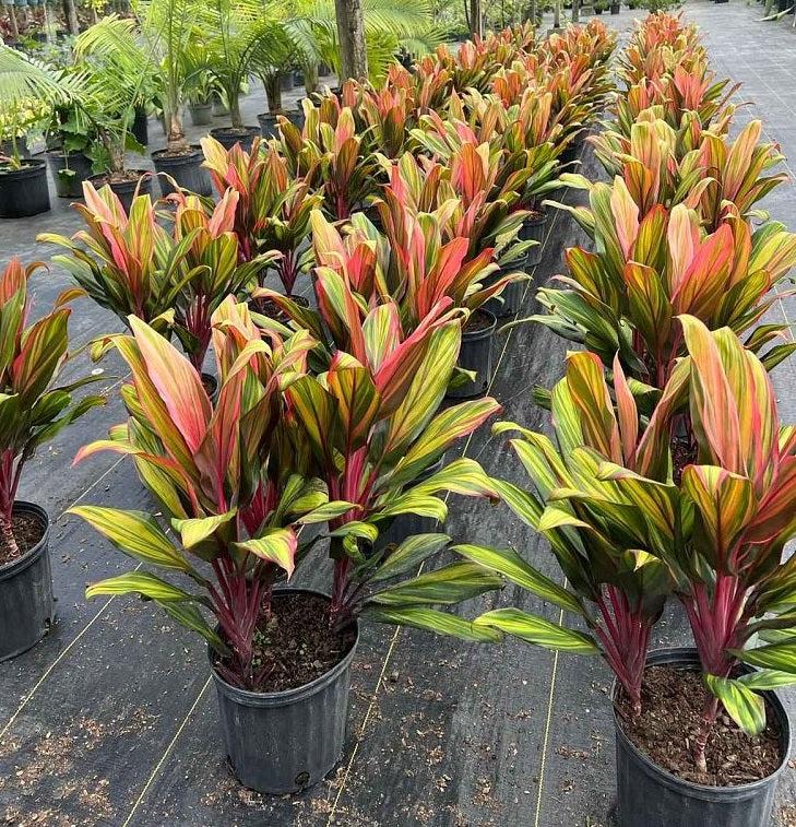 Cordyline Fruticosa Silver Lining - View 12 from www redcrocus com