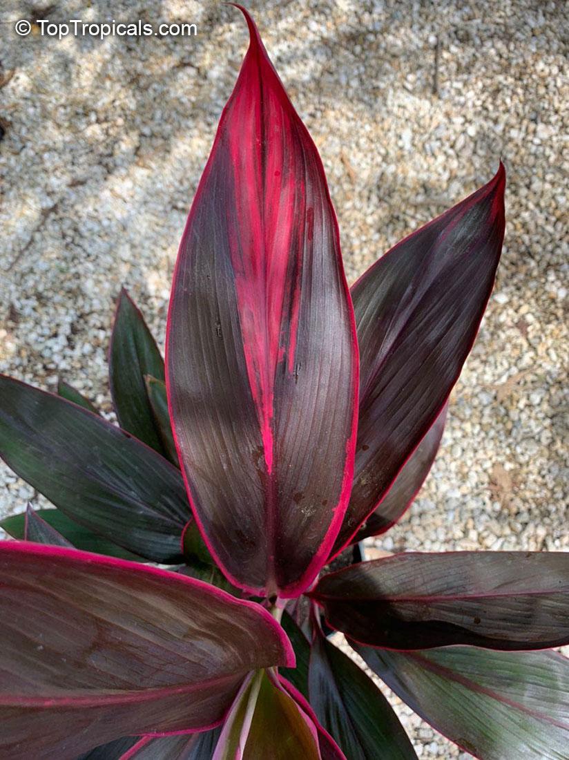 Cordyline Fruticosa Silver Lining - View 14 from www redcrocus com