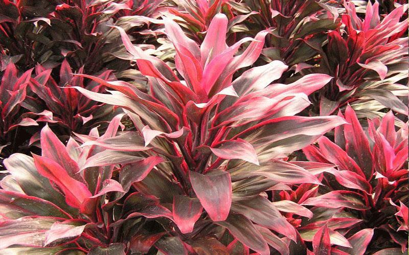 Cordyline Fruticosa Silver Lining - View 15 from www redcrocus com